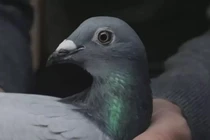 Đại gia "vung" hơn 12 tỷ đồng mua một con chim bồ câu 