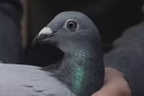 Đại gia "vung" hơn 12 tỷ đồng mua một con chim bồ câu 