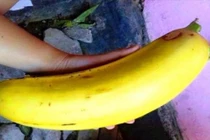 "Tròn mắt" những quả chuối khổng lồ cả nhà ăn không hết 