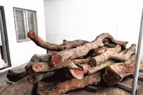 Tận thấy loại gỗ xưa làm củi đun nay giá 50 tỷ đồng