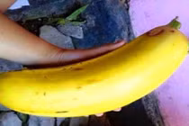 "Tròn mắt" những quả chuối khổng lồ cả nhà ăn không hết 