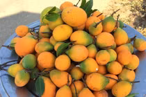 Quả dại trong rừng từng "bị bỏ quên" nay đắt hơn nho Mỹ