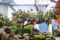 Quất tiểu cảnh chục triệu 'cháy hàng' dịp Tết Bính Ngọ 2026