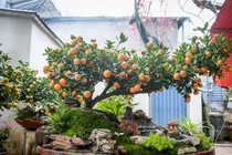 Quất tiểu cảnh chục triệu 'cháy hàng' dịp Tết Bính Ngọ 2026