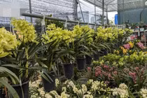 Thủ phủ cây cảnh miền Bắc tấp nập kẻ bán người mua ngày cận Tết