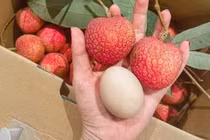 Loại vải hơn 10.000 đồng/quả vẫn "cháy hàng" ngon cỡ nào?