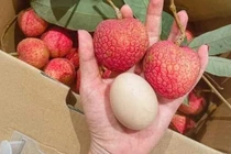 Cận cảnh loại vải hơn 10.000 đồng/quả vẫn "cháy hàng"