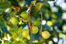 Loại hạt đắt bậc nhất thế giới, có sẵn tại Việt Nam 