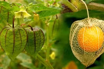 Bất ngờ quả dại ở Việt Nam sang Nhật gần 3 triệu đồng/kg 