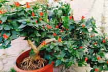 Cây dại mọc bờ rào 'lên chậu' thành bonsai trăm triệu 