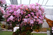 Lan ghép gỗ lũa chục triệu xuống phố phục vụ khách chơi Tết Bính Ngọ 2026