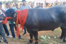 Con trâu được trả 9 tỷ đồng, chủ nhân quyết không bán