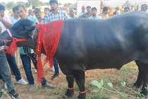 Con trâu được trả 9 tỷ đồng, chủ nhân quyết không bán