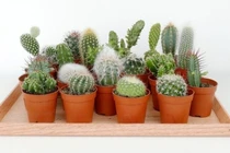 View - 3 loại cây như "két sắt giữ lộc" trong nhà | Báo Tri thức và Cuộc sống - TIN TỨC PHỔ BIẾN KIẾN THỨC 24H