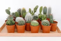 5 loại cây không nên đặt trong phòng ngủ 