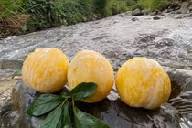 Từng giá nửa triệu đồng/kg, mận cau Trung Quốc rẻ không ngờ