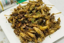 Đặc sản quê đắt ngang tôm hùm, có tiền chưa chắc mua được