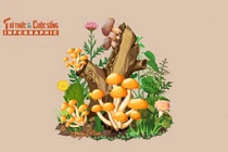 [INFOGRAPHIC] 3 loại nấm đắt đỏ tại Việt Nam