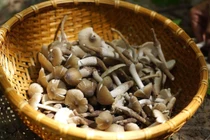 Loại nấm chỉ mọc nửa đêm gần triệu đồng/kg vẫn hút khách 