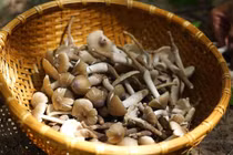 "Lộc trời" mọc nửa đêm gần triệu đồng/kg vẫn hút khách 