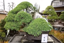 Chiêm ngưỡng 5 tác phẩm bonsai cổ nhất thế giới 