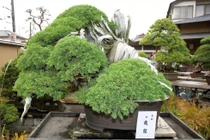 Chiêm ngưỡng 5 tác phẩm bonsai cổ nhất thế giới 