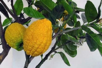 Quả mọc dại xưa không ai biết nay 300.000 đồng/kg hút khách dịp Tết