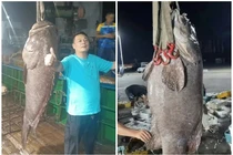 Bắt được cá mú hơn 1 tạ, người đàn ông bán vội gần 130 triệu đồng
