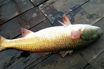 Loài cá tiền tỷ ở Việt Nam, nhà giàu 'săn lùng' khắp nơi 