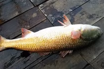 Loài cá tiền tỷ ở Việt Nam, nhà giàu 'săn lùng' khắp nơi 