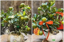 Hơn trăm nghìn đồng một chậu quất mini chơi Tết Bính Ngọ 2026 