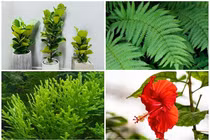 4 loại cây lọc không khí nhưng không nên trồng trong nhà