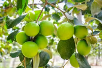 Loại quả 'tốt nhất thế giới' trồng ở Việt Nam, được lùng mua dịp Tết