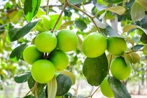 Loại quả 'tốt nhất thế giới' trồng ở Việt Nam, được lùng mua dịp Tết