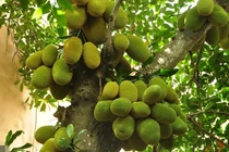 4 cây ăn quả cứ trồng là "hốt lộc" vào nhà