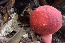 "Lộc trời" chỉ xuất hiện ban đêm giá triệu đồng/kg vẫn "cháy hàng" 