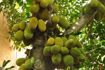 4 cây ăn quả cứ trồng là "hốt lộc" vào nhà