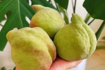 Đào mỏ quạ bán đầy chợ, phân biệt hàng Việt và Trung Quốc thế nào?