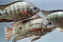 Loài cá có đầy ở ao hồ Việt Nam được thị trường nước ngoài săn đón