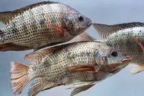 Loài cá có đầy ở ao hồ Việt Nam được thị trường nước ngoài săn đón