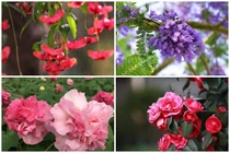 4 cây trồng trước cửa 'hút tài lộc' mạnh hơn kim tiền