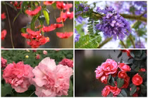 4 cây trồng trước cửa 'hút tài lộc' mạnh hơn kim tiền