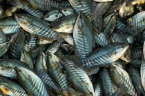 Giá cá giống tăng “sốc”