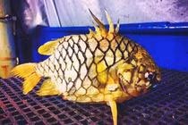 Loài cá dân dã xưa không ai ngó nay là đặc sản đắt khách