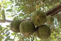 Loại quả đắt bậc nhất thế giới, Việt Nam trồng thành công 400.000 đồng/kg