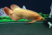 Sự thật chưa từng hé lộ về loài cá đắt hơn cả siêu xe 