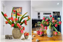 Vài trăm một set cành quả thanh long, chị em thi nhau mua 