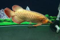 Sự thật chưa từng hé lộ về loài cá đắt hơn cả siêu xe 