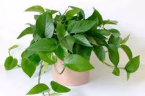 3 loại cây trồng ban công giúp chiêu tài hút lộc