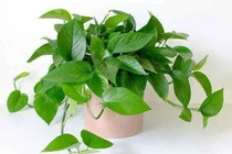 3 loại cây trồng ban công giúp chiêu tài hút lộc